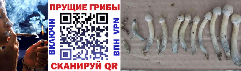 купить наркотик  Можга  KRAKEN рабочий сайт  Галлюциногенные грибы Psilocybine cubensis 